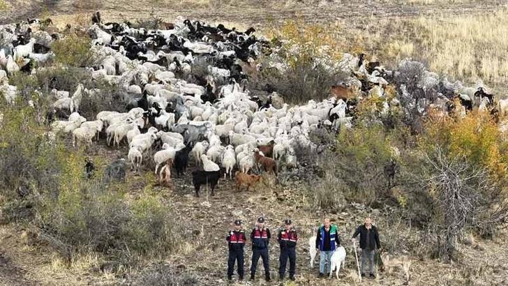 Kaybolan 544 küçükbaş dron destekli aramada bulundu