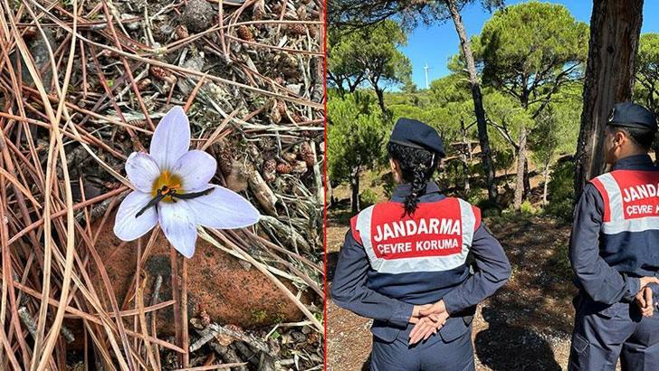 Sultan çiğdemini koparmanın cezası 557 bin lira