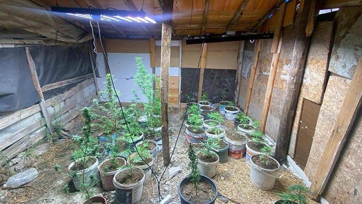 Aydın'da sera kurup, Hint keneviri yetiştiren 2 kişi gözaltına alındı