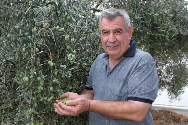'Yok yılı' ve kuraklık zeytinde rekolte beklentisini düşürdü