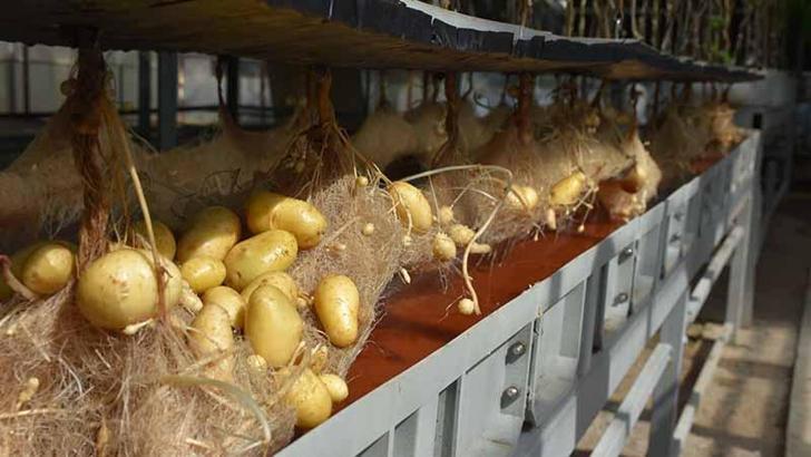 Niğde'de yerli ve milli patatesler topraksız sistemlerle 12 ay boyunca üretiliyor