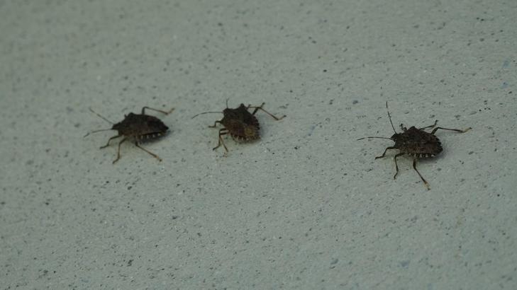 Prof. Dr. Özlü'den 'kahverengi kokarca'ya temas uyarısı