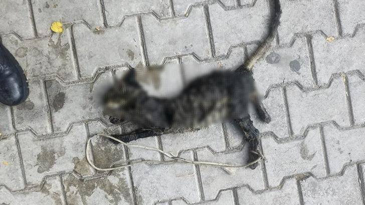 Yavru kediyi ayaklarını bağlayıp denize atmışlar