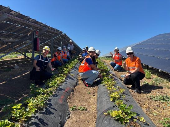 Enerjisa Üretim Agrivoltaik tarım uygulamaları ile 5 ton hasat yaptı