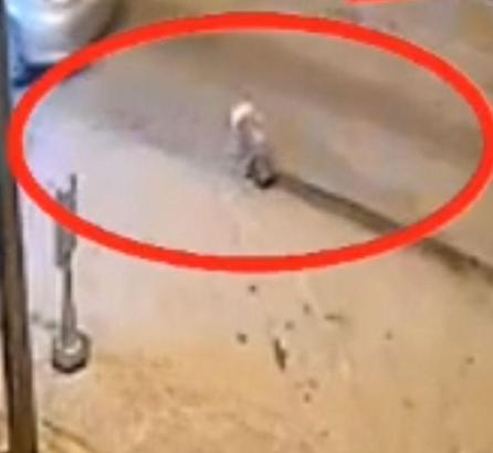 Muğla’da otomobilin altında sürüklenen oklu kirpi öldü / Ek fotoğraflar