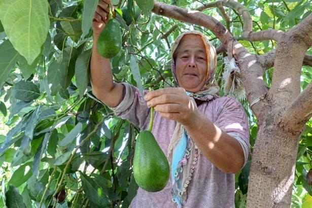 Mersin’deki atıl arazilerde tropikal meyve üretimi arttı