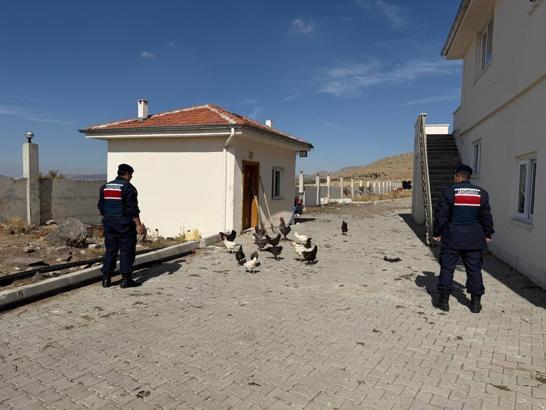 Nevşehir’de 32 adet kümes hayvanı hırsızlığına 1 gözaltı