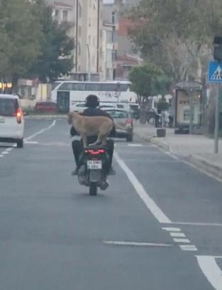 Motosiklet üzerinde köpeğiyle yolculuk yaptı; o anlar kamerada