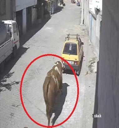 Kaçan boğa, boynuz darbeleriyle park halindeki otomobile zarar verdi