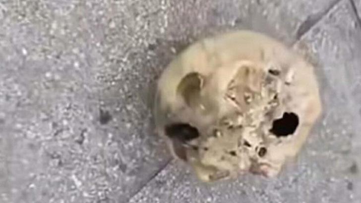 Oltasına kafatası takıldı