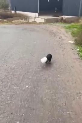 Başı plastik kaba sıkışan yavru köpeği kamyon şoförü kurtardı