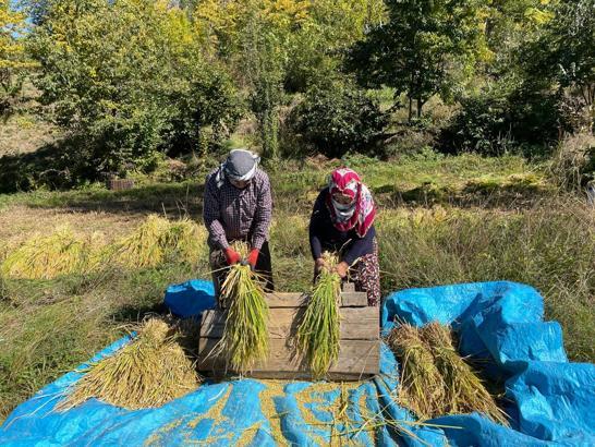 Artvin'de geleneksel yöntemlerle çeltik hasadı