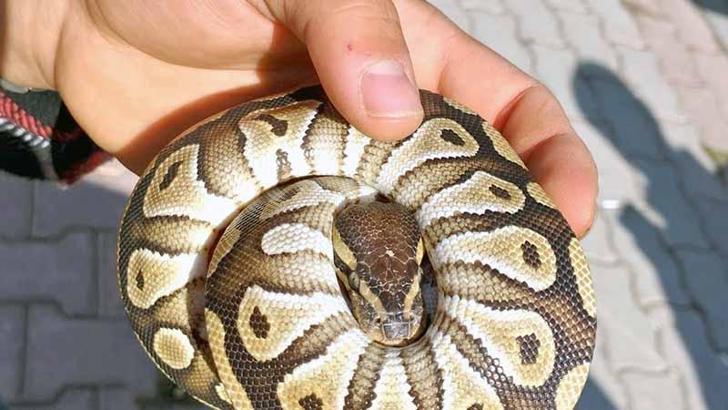 Cebinden yavru piton çıkan kişiye para cezası