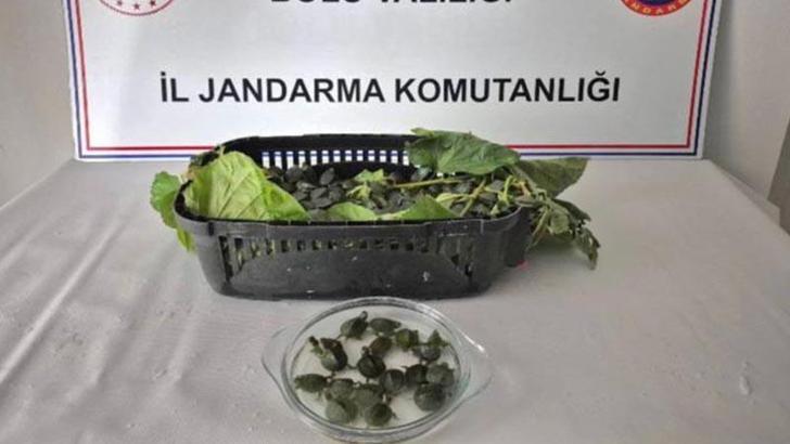 Yolcu otobüsünde ülkeye sokulması yasak olan 500 su kaplumbağası ele geçirildi