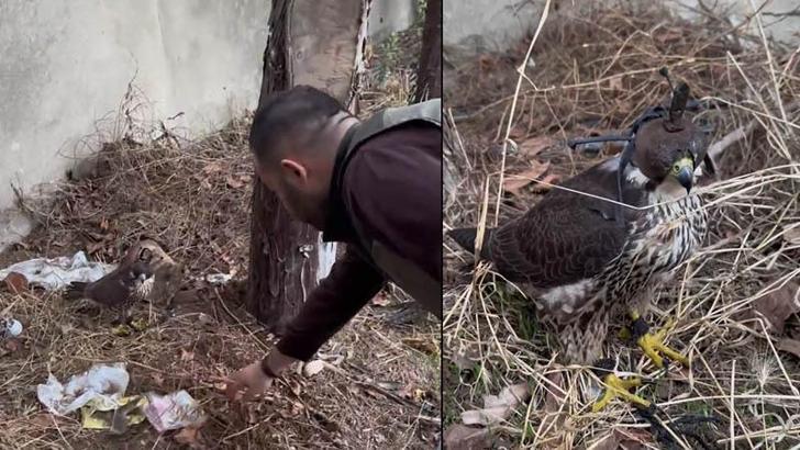 İstanbul'da 2 gökdoğan ele geçirildi; şüphelilere 1,5 milyon lira ceza