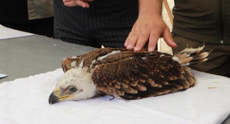 Trakya'nın kuşları halkalanıyor