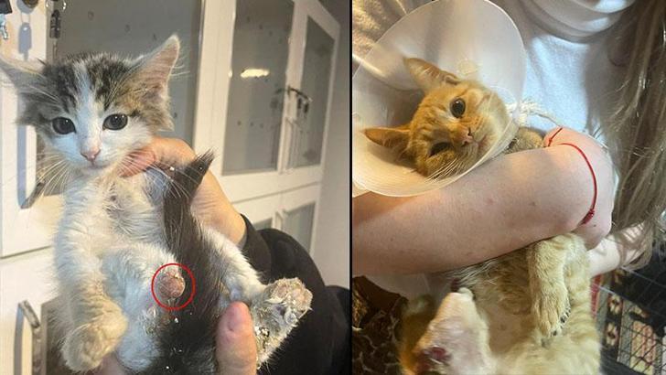 'Bağlama büyüsü' için sokak hayvanlarının uzuvlarını kesmişler