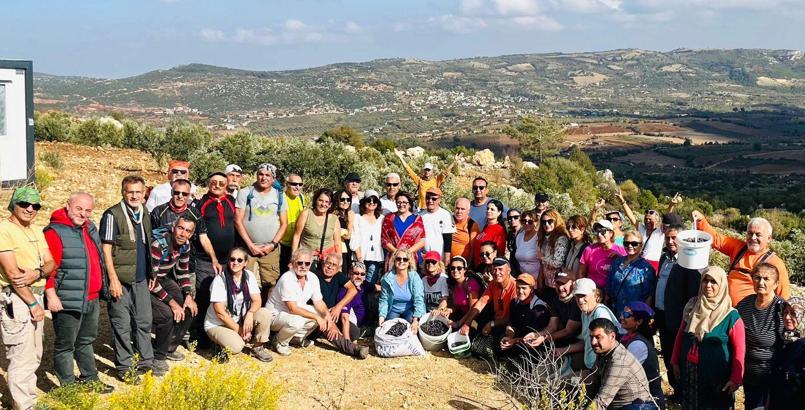 Yayladağı’nda Zeytin Hasat Festivali