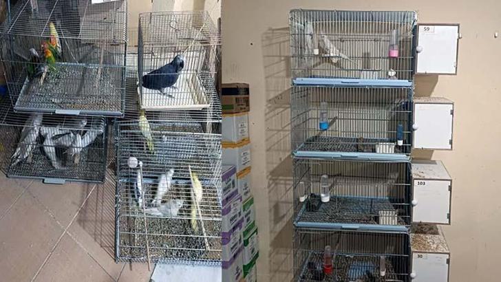 DKMP: Egzotik tür 41 papağana el konuldu