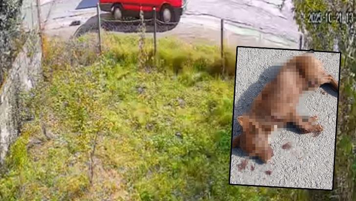 Aracın arkasında sürüklenen köpek öldü; gözaltına alınan sürücü adli kontrolle serbest