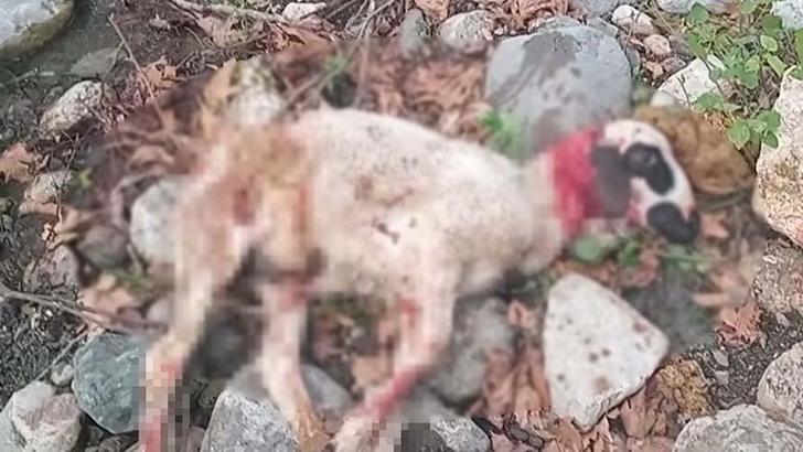 Başıboş köpekler sürüye saldırıp, 3 koyunu öldürdü