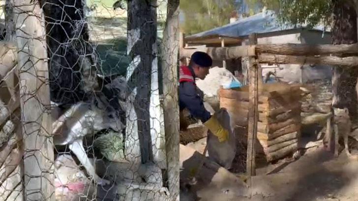 Van’da evde tutulan kurt kurtarıldı