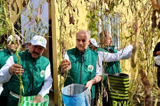 Coğrafi işaret tescilli ‘Akkuş şeker fasulyesi’nin hasadı başladı