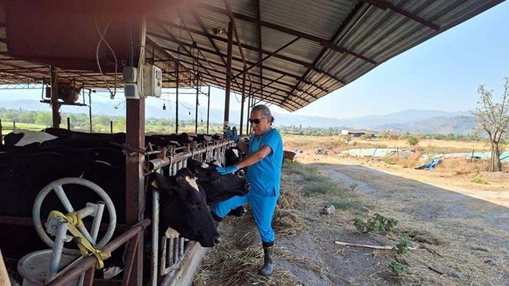 Yenipazar’da 9 mahallede ‘şap’ karantinası