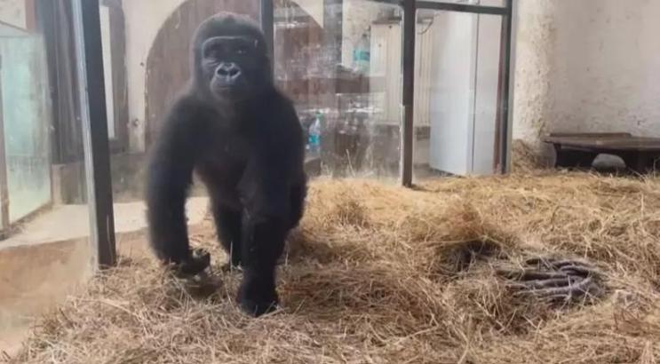 Goril 'Zeytin' Türkiye'de kalacak