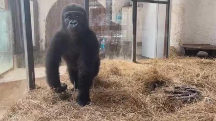 Goril 'Zeytin' Türkiye'de kalacak
