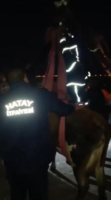 Hatay'da dama çıkan inek, vinçle indirildi