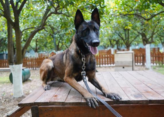 Antalya'nın ilk enkazda canlı arama sertifikalı köpeği 'Tina' oldu