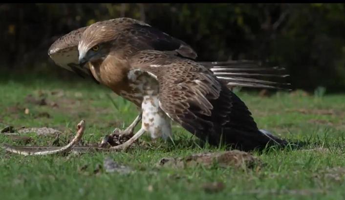 ‘Yılan kartalı’ yılan avlarken görüntülendi