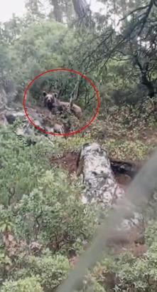 Kepçe operatörü ormanda ayı görüntüledi; kaymakamlık uyarı yaptı