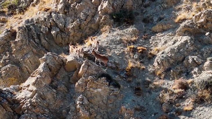 Munzur Dağları'ndaki yaban keçileri dron kamerasında