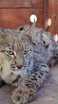 Su kanalına düşen vaşak kurtarılıp, bakıma alındı