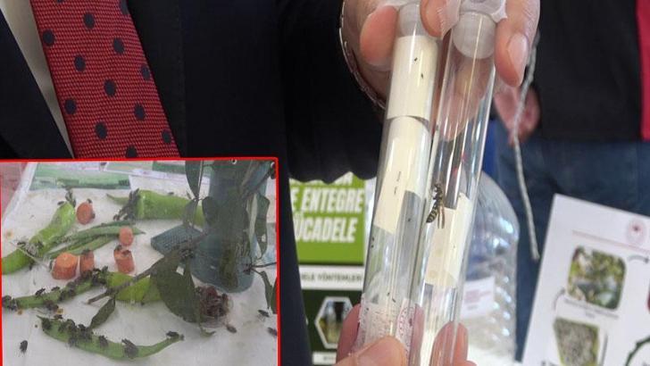 Samuray arısı, eşek arısı değil; kahverengi kokarcanın doğal düşmanı