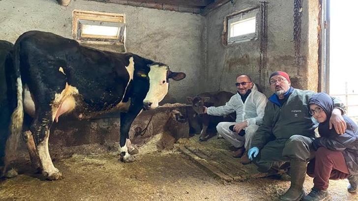 Genetik mühendislikle süt alerjisi taşımayan buzağılar dünyaya geldi