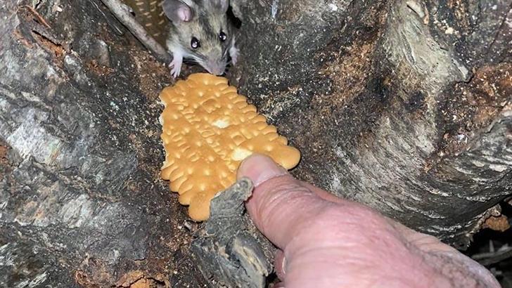 Nesli tükenmekte olan fareyi bisküviyle besledi