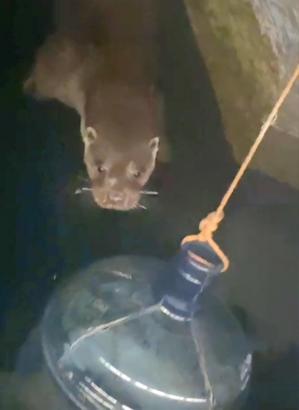 Nesli tükenmekte olan su samuru Sapanca gölünde görüntülendi