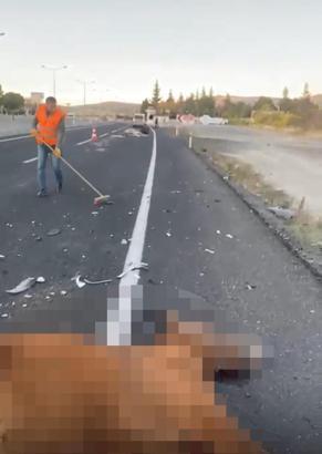 Nevşehir’de otomobilin çarptığı 2 at öldü