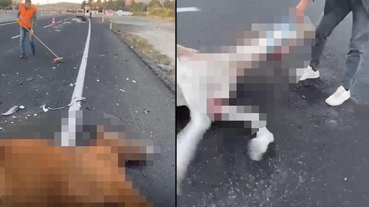 Nevşehir’de otomobilin çarptığı 2 at öldü