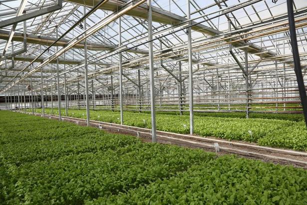 Pancarda Sapa Kalkma Testleri'yle Avrupa ve Türkiye'de üretilen tohumlar analiz ediliyor