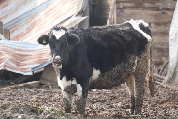 Bolu’da 18 köy ve 4 mahallede şap karantinası