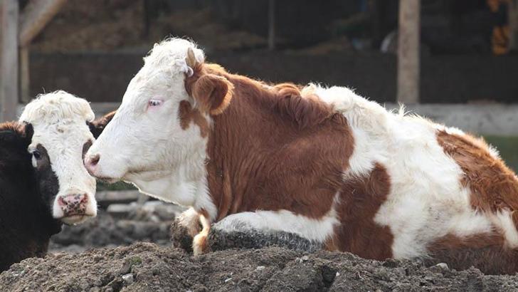 Bolu’da 18 köy ve 4 mahallede şap karantinası