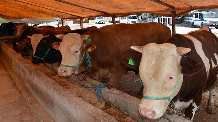 Tarım ve Orman Bakanlığı: Şap salgını kontrol altına alındı