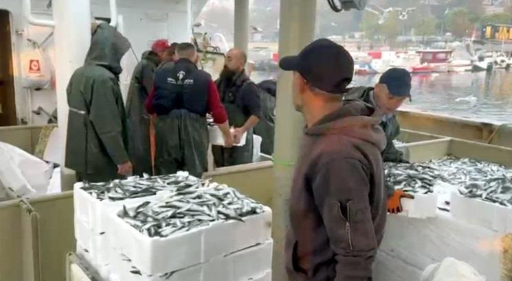 Tekirdağ’da balıkçılar denizden kasalar dolusu hamsi ve sardalyayla döndü