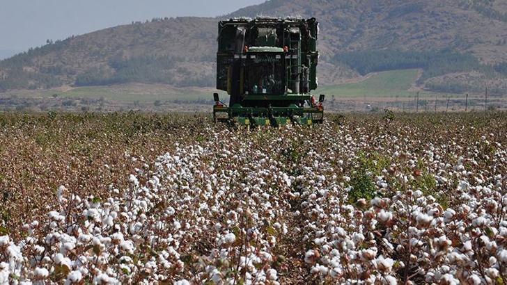 Gaziantep’te pamuk hasadı hasat başladı