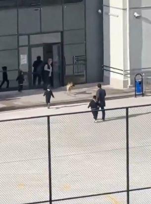 Okul bahçesine girip, öğrencilere doğru koşan köpek tedirginliğe neden oldu