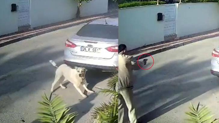 Havladığı gerekçesiyle köpeği vurup öldüren emekli polis hakkında 'yakalama' emri